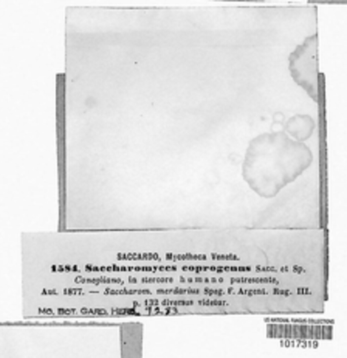 Saccharomyces coprogenus image